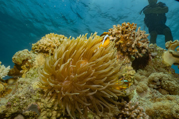 Coral reefs and water plants in the Red Sea, Eilat Israel