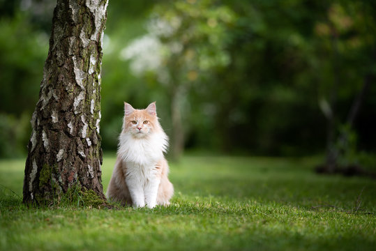 young cream tabby beige white maine coon cat sitting next to a birch tree trunk in the back yard looking at camera