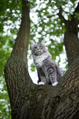 Naklejka na ściany i meble low angle view of a young blue tabby maine coon cat with white paws sitting on tree fork observing the back yard curiously
