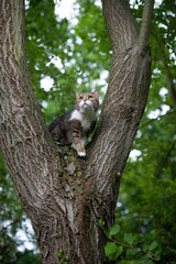 tabby white british shorthair cat climbing on tree fork in nature observing the garden from above