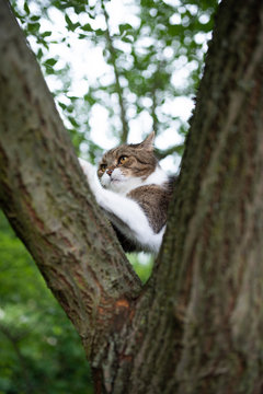 tabby white british shorthair cat scratching on bark of a tree fork in the back yard