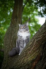 Naklejka na ściany i meble young blue tabby maine coon cat sitting on tree fork looking up to the side curiously