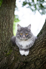 front view of a young blue tabby maine coon cat with white paws resting on a tree fork outdoors in nature looking down