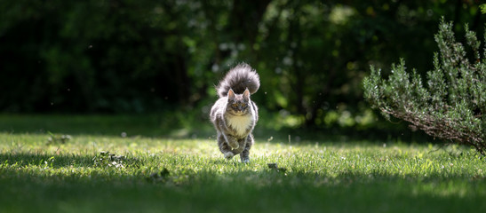 young playful blue tabby maine coon cat with extremely fluffy tail running towards camera on green...