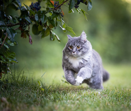young playful blue tabby maine coon cat running over green grass at high speed in the back yard under a bush hunting