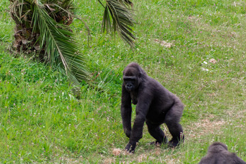 a family of gorillas playing in their green grass enclosure