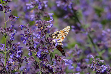 Distelfalter in Orange mit wei&szlig;en, braunen Flecken, auf einer Salbei Bl&uuml;te