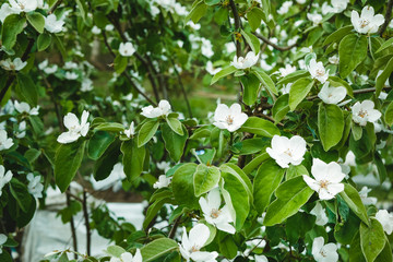 Obraz na płótnie Canvas jasmine bloom, springtime, Natural background with green leaf and white jasmine flowers