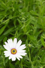 White daisy flower template design