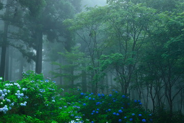 森の紫陽花