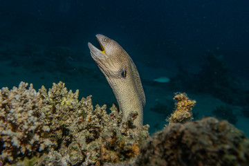 Moray eel Mooray lycodontis undulatus in the Red Sea, eilat israel