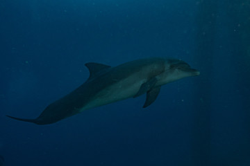 Fototapeta premium Dolphin swimming with divers in the Red Sea, Eilat Israel