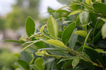 green leaves of tree in spring