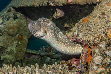 Moray eel Mooray lycodontis undulatus in the Red Sea, eilat israel