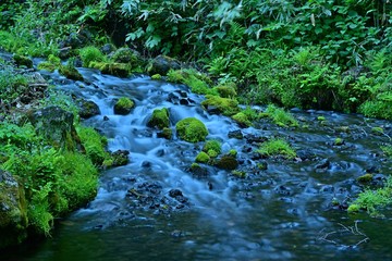 Fototapeta premium 豊富な湧水が湧き出る公園＠羊蹄山、北海道