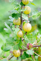 Green abd yellow gooseberry