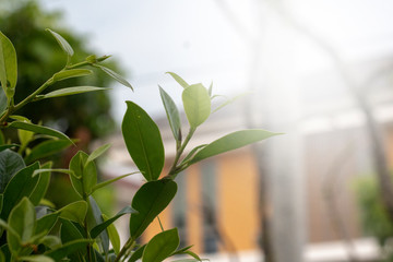 green leaves of tree in spring