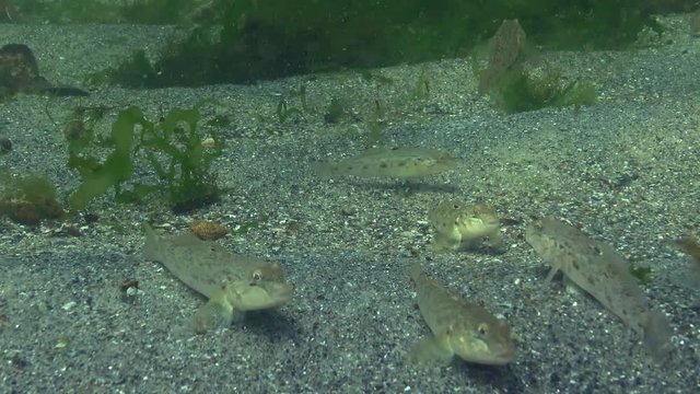 The round goby (Neogobius melanostomus) is a euryhaline bottom-dwelling goby of the family Gobiidae