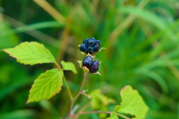 European dewberry (Rubus caesius)