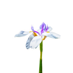 white and purple iris closeup isolated on a white background