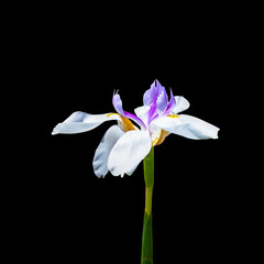 white and purple iris flower closeup on a black background