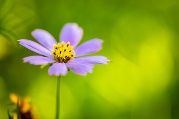 Obraz premium Purple Wildflower