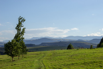 Deers in the Drakensberg Mountains