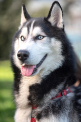 Lively and energetic husky dog running around the park in spring