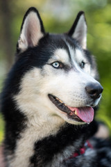Lively and energetic husky dog running around the park in spring
