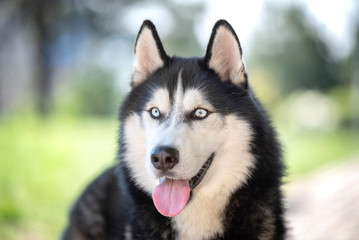 Lively and energetic husky dog running around the park in spring