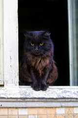 Black shaggy cat sitting in the window of the house, looking down and wants to jump down.