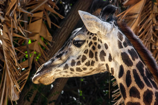The Masai giraffe is the largest subspecies of giraffe. It is native to East Africa. Standing and looking to the left.