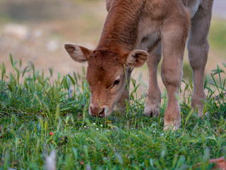 Naklejka na ściany i meble Calves in a meadow of Spain.