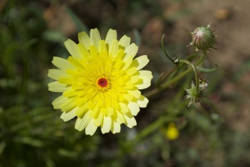 Desert Dandelion
