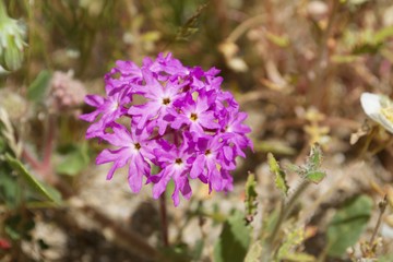 Obraz premium Sand Verbena