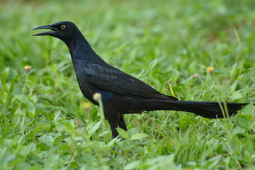Male Great-tailed Grackle