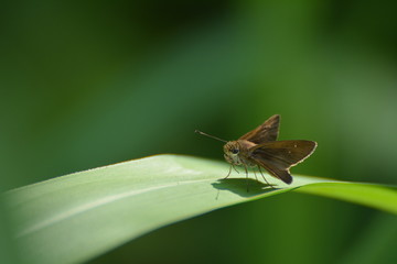 Skipper Butterfly