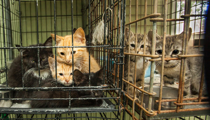 Six little kittens in 2 metal cages at Animal Shelter who Need Rescue/Adoption
