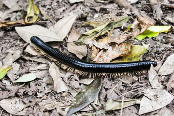 Millipede