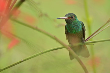 Rufous-tailed Hummingbird Looking at Me