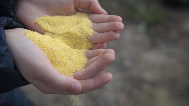 Panhandle kid. Hunger concept.Child's hands with corn flour.
