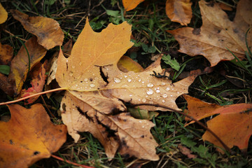 autumn leaves on the ground