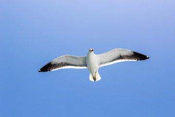 Seagull Soaring