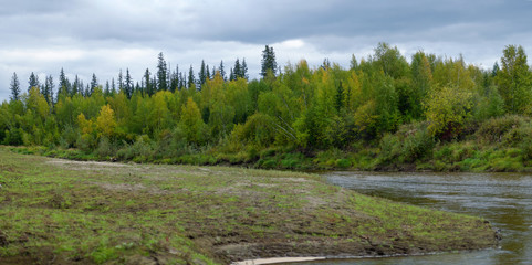 The shore of a small river Kempendyay in the wild North of Yakutia with grass on one side and the bushes in front of a fir forest on the other.