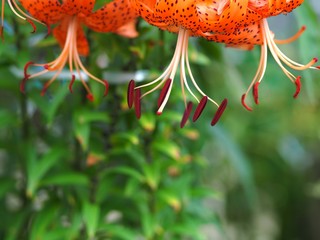 オニユリの花のアップ