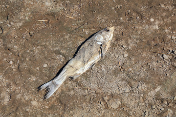 Dried dead fish
