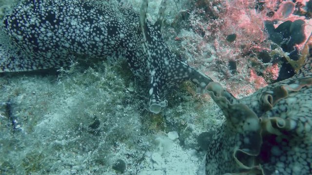 Two Spanish Dancer Nudibranch Sea Slugs Close Up On Seafloor In The Philippines Underwater Marine Biodiversity On Coral Reef & Sand Seafloor At Kalanggaman Island Cebu Visayan Sea Asia