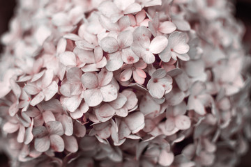 Hortensias Blancas Rojizas
