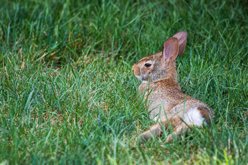 Rabbit laying like a cat