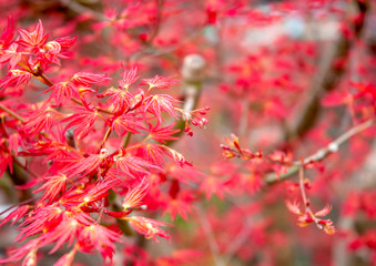 モミジ（紅葉）